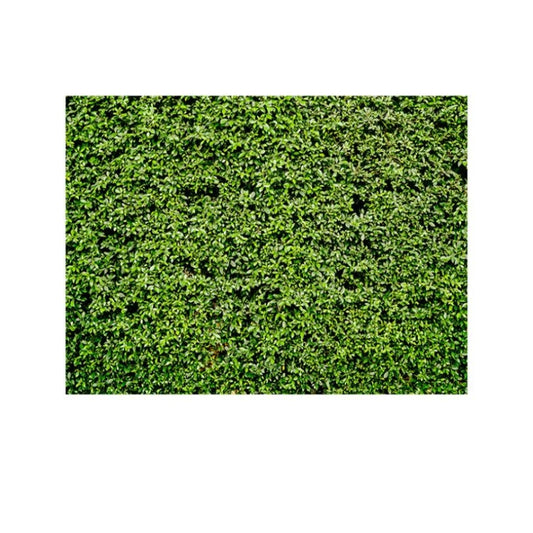 2.1m x 1.5m Green Leaves Wall Birthday party photography background cloth