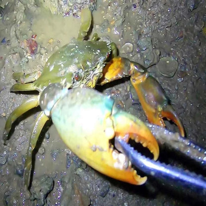 Pince à crabe, pince à loche, outil marin, pince droite 30 cm, pince droite 38 cm, pince courbée 38 cm, pince droite 53 cm, pince courbée 53 cm