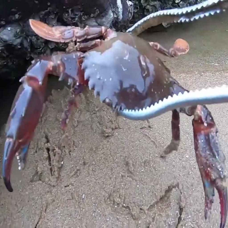 Pince à crabe, pince à loche, outil marin, pince droite 30 cm, pince droite 38 cm, pince courbée 38 cm, pince droite 53 cm, pince courbée 53 cm