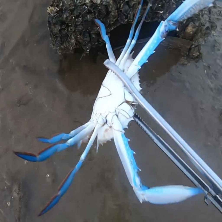 Pince à crabe, pince à loche, outil marin, pince droite 30 cm, pince droite 38 cm, pince courbée 38 cm, pince droite 53 cm, pince courbée 53 cm